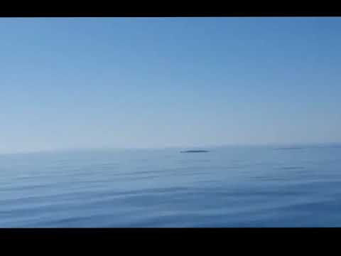 Снимка од китови во Јадранско море: Дури сега сфакам колку сме мали ние луѓето