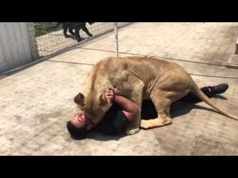 Кога лавовите го прегрнуваат човекот, тоа изгледа вака!