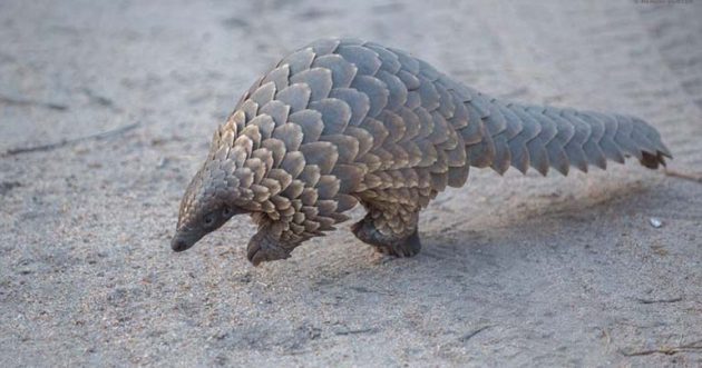 pangolin1