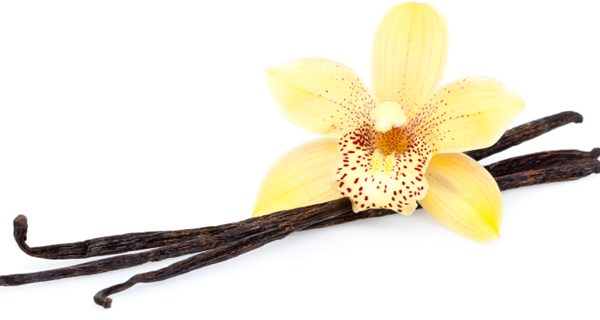 vanilla beans with blossom