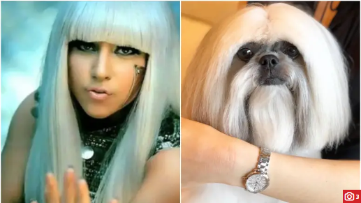 Screenshot_2020-08-06 Psić postao zvijezda Instagrama jer sliči pjevačici Lady GaGi