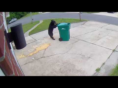 Дали оваа мечка е најљубезниот сосед кој ревносно го изнесува ѓубрето?