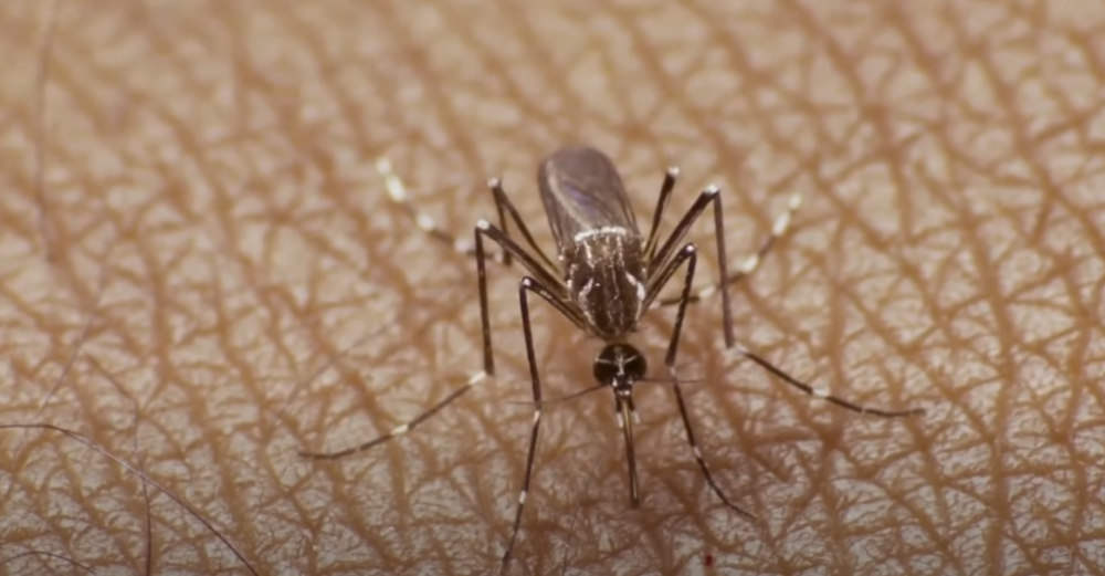 комарци комарци