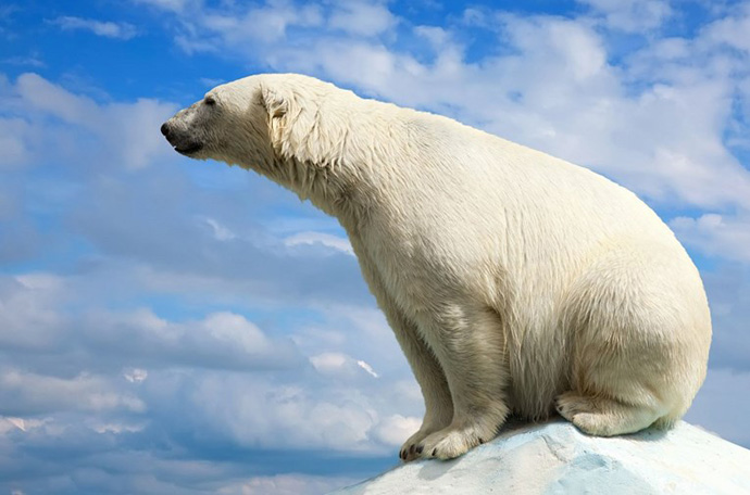 поларна мечка
