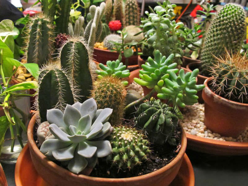 Cactus-and-Succulent-Garden