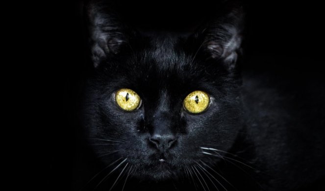 226375_black-cat-3753932-1920_f