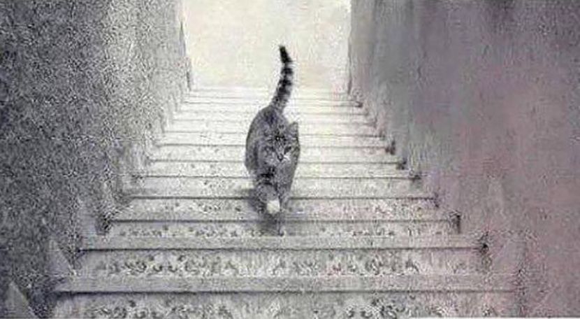 cat-stairs-830x0