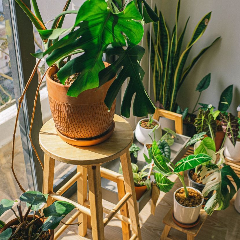 photo-of-houseplants-4484184-830x0