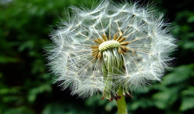 97208_dandelion-1119310-960-720_f