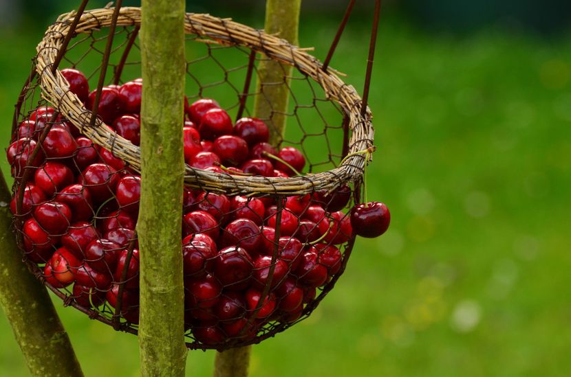 cherries-gc6ecf40831920-830x0