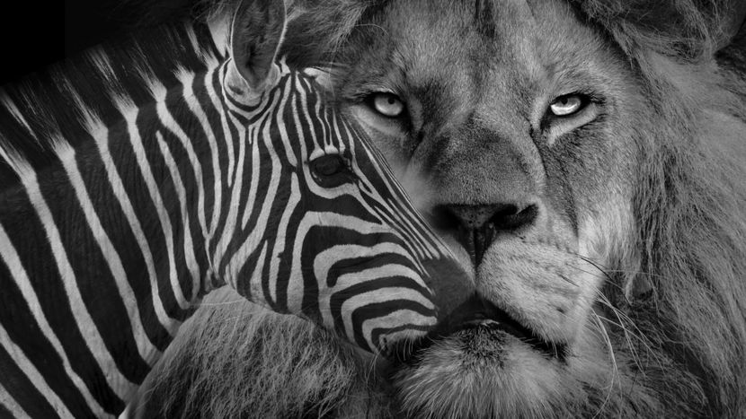 zebra-lion-introvert-extrovert-test-830x0