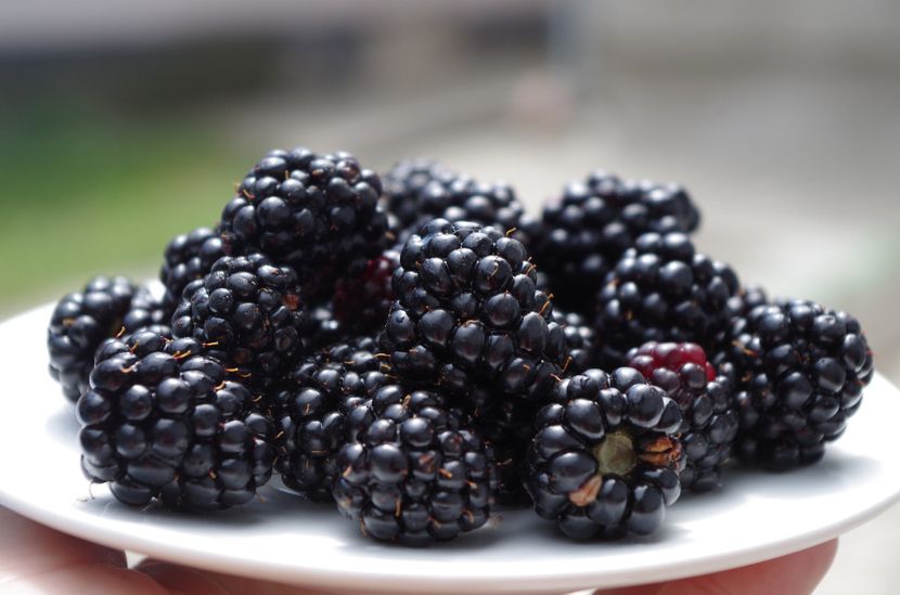 blackberries-10457281920-830x0-1.jpg