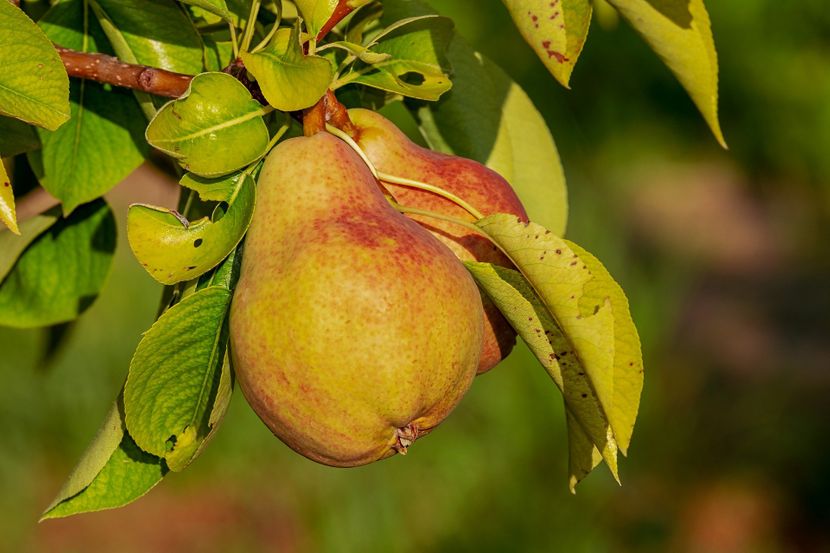 pear-g6a1a0f3381920-830x0