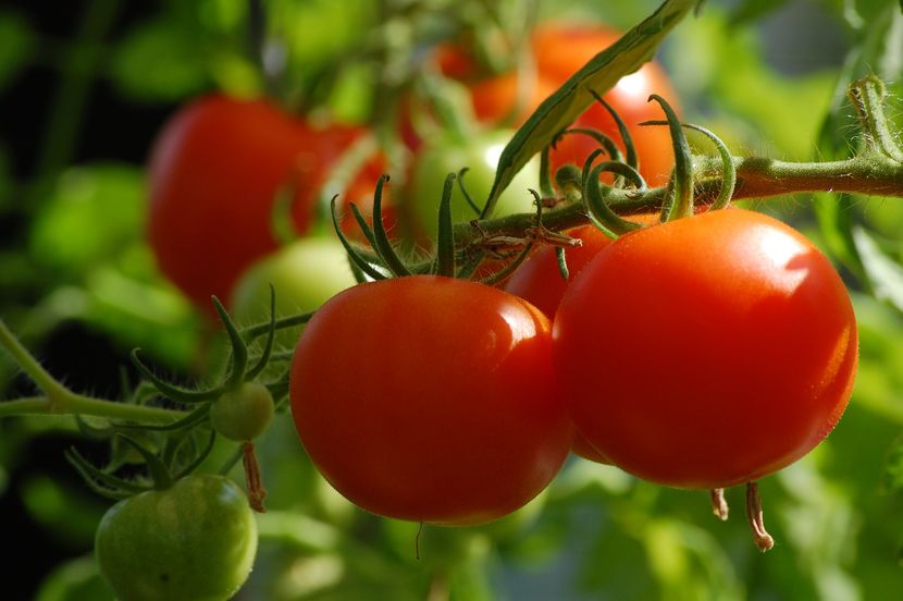 tomato-26437741920-830x0