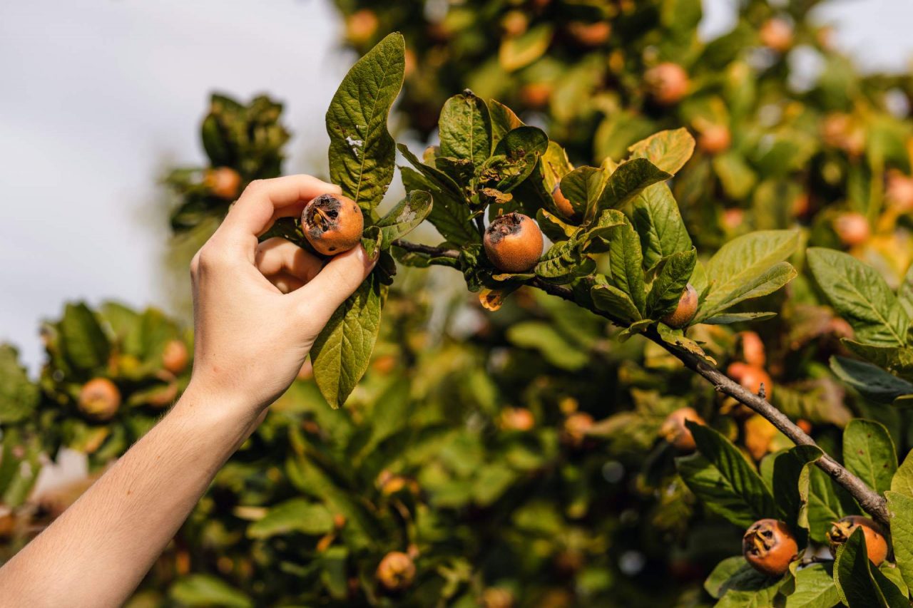 growing_medlar_fruits©iStock