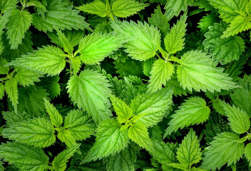 nettle-25645881920-830x0