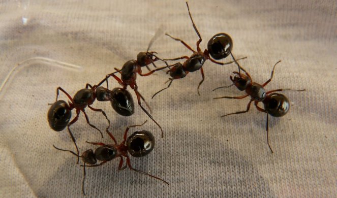 330983_forest-ant-queens-3254-1920_f