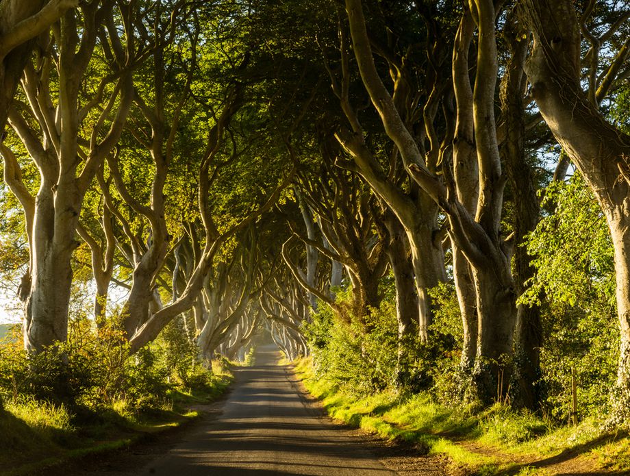 62543867-dark-hedges