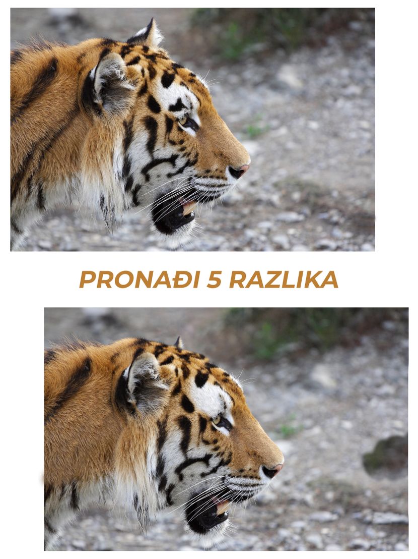 skrivalica-razlike-tigar-1-830x0