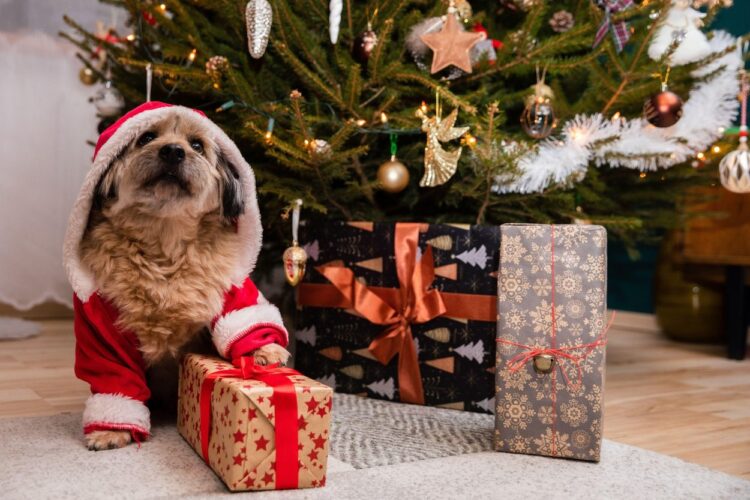 A dog wearing a red Santa hat sits next to a gift package.