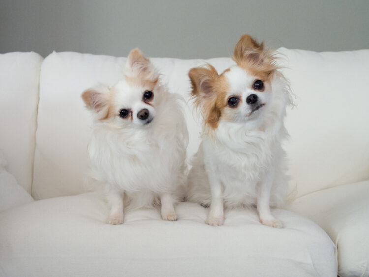 Curious,Puppies,Tilting,Their,Heads,Sitting,On,White,Sofa