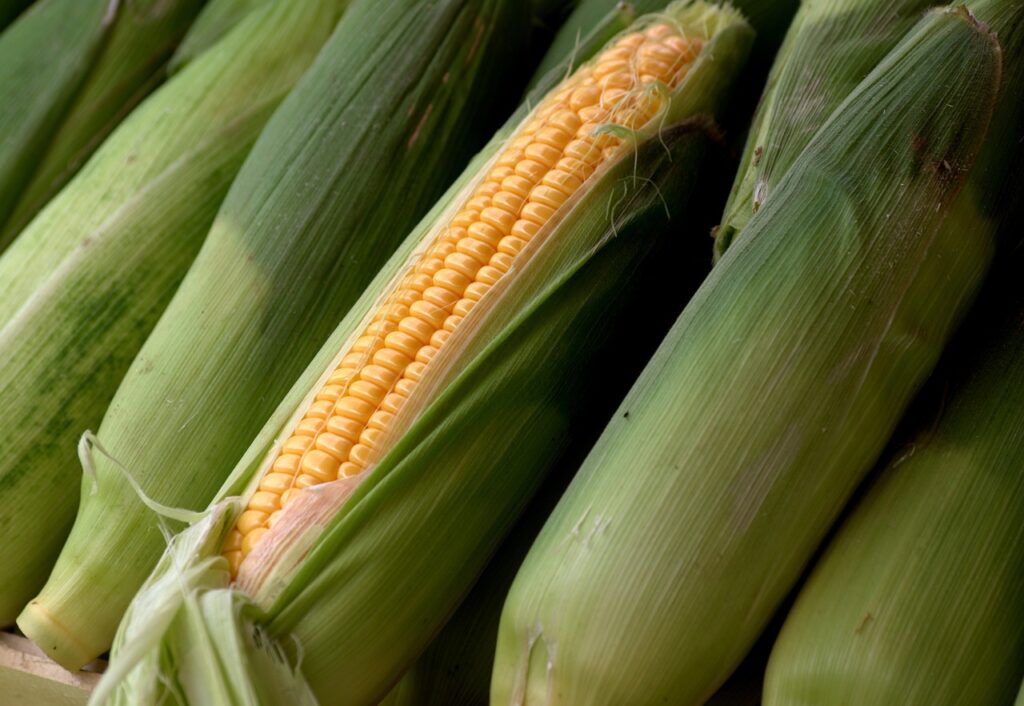 1718282439-corn-5596907_1280-1024x706