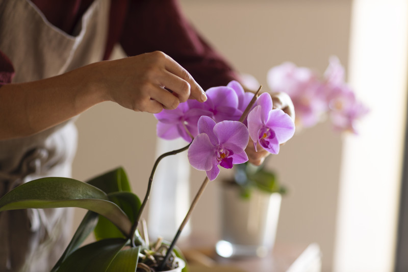 woman-decorating-her-house-with-orchids