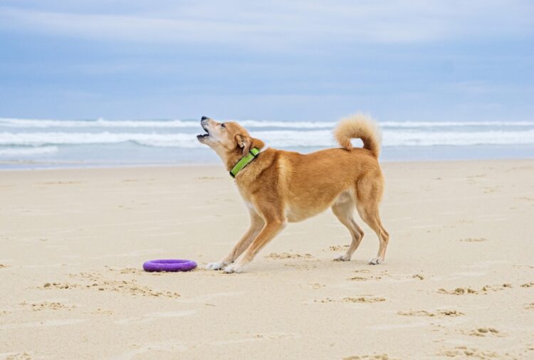 Portrait,Of,A,Dog,On,The,Beach.,Dog,Barks.,Travel