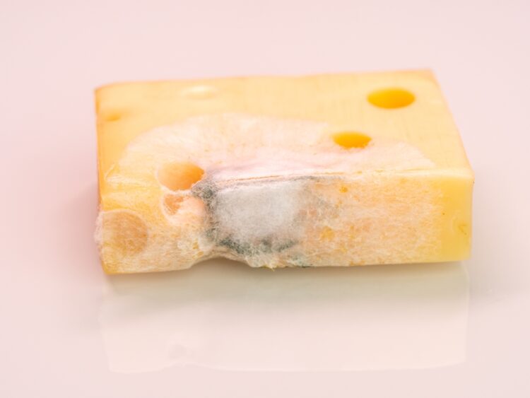 Yellow,Cheese,With,Mold,,Fungus,On,The,Cheese,Due,To