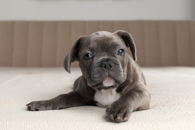 Puppy,Of,French,Bulldog,Blue,Eyes,Grey,Fur,On,The