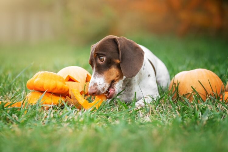 Piebald,Dachshund,Cute,Autumn,Pet,Funny,Photo,Eating,Pumpkin,On