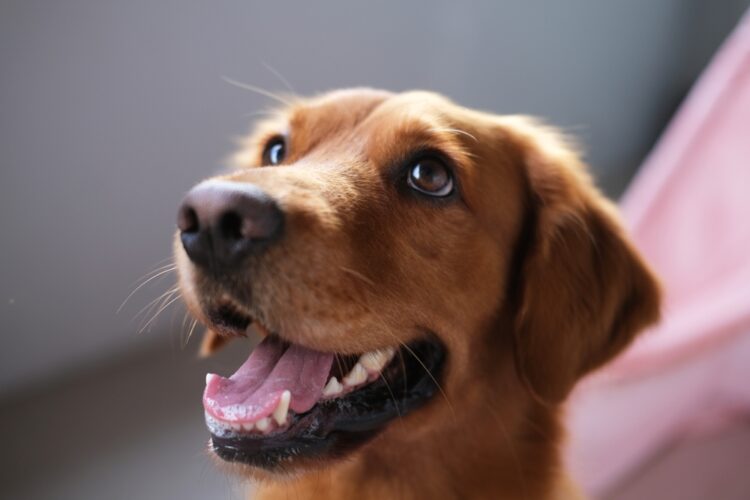 Horizontal,Close-up,Portrait,Of,The,Muzzle,Of,A,Dog,Of