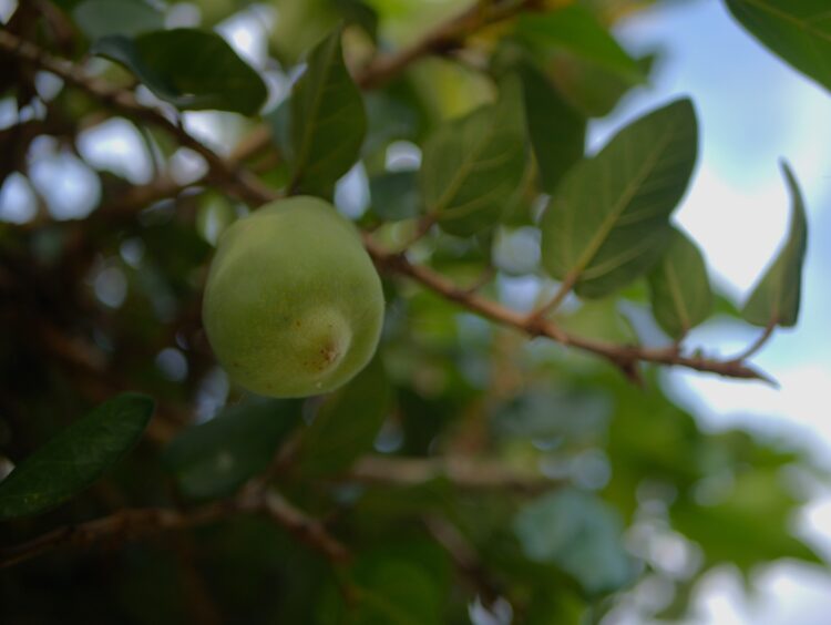 Kakadu,Plum,Fruit,And,Plant