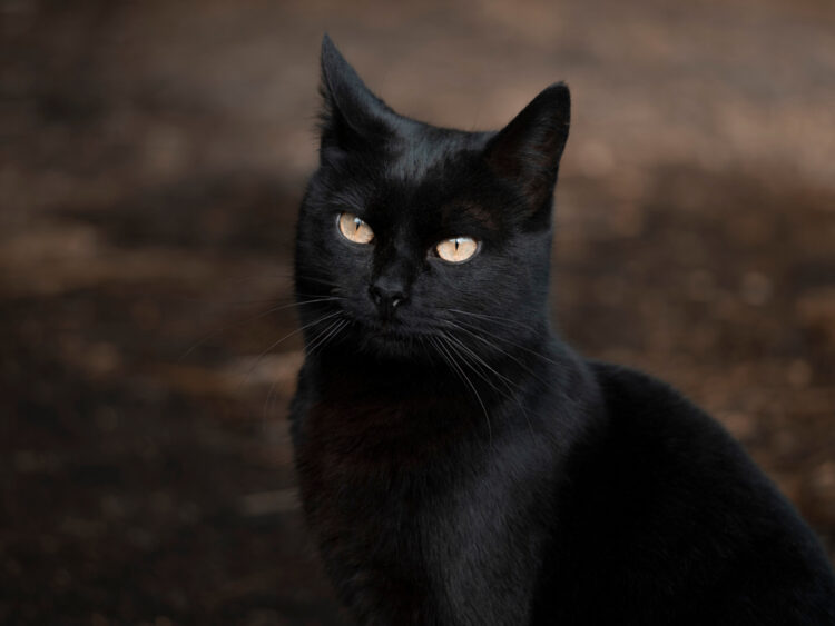 The,Black,Cat,Looking,At,Camera