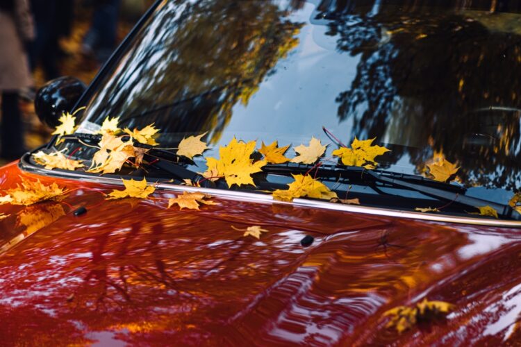 Yellow,Autumn,Leaves,On,Red,Car,Hood,And,Windshield.,Fall