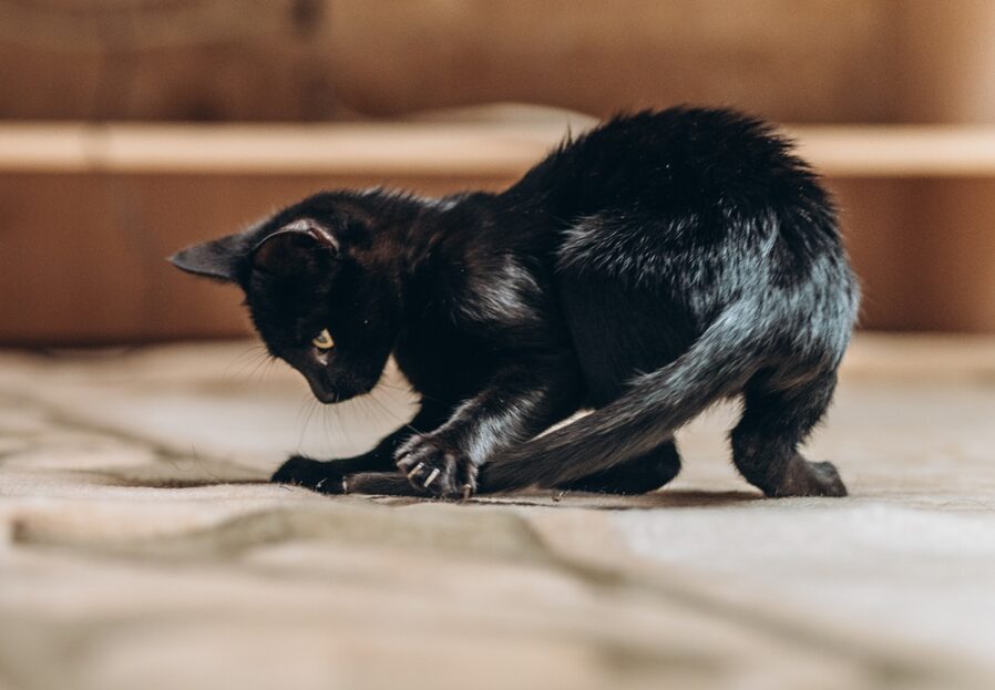 Playful,Black,Cat,Indoors,Engaged,In,Tail-chasing,Fun