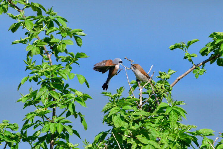 Red-backed,Shrike,In,Love