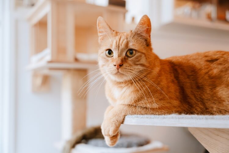 Ginger,Cat,Lies,Comfortably,On,A,Wooden,Cat,Tree,Shelf,