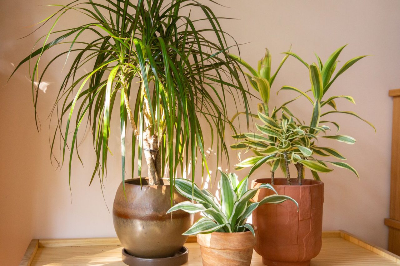 dracaena-houseplant-02-88f2640d588243c9822a9ecf5fda218d