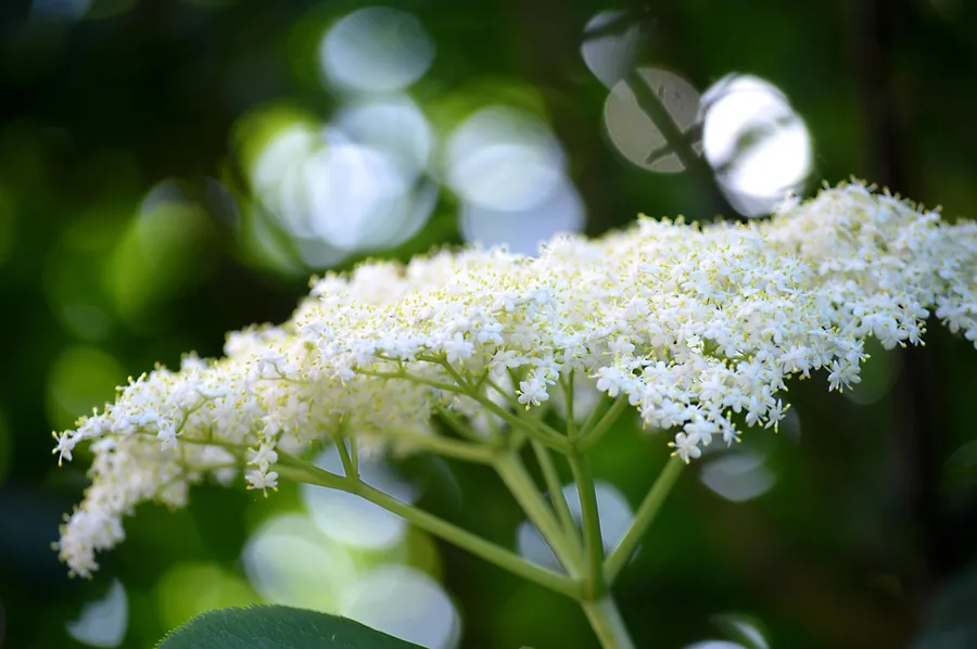 elder-7280071_1280.format-webp.width-900