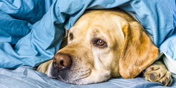 1283327_shutterstock-1682334964_m