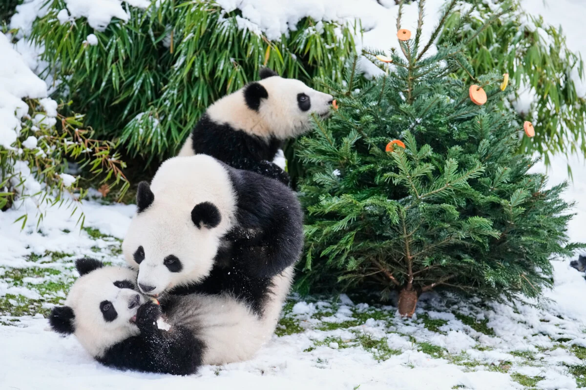 260105143.5_xxl 260105143.5_xxl