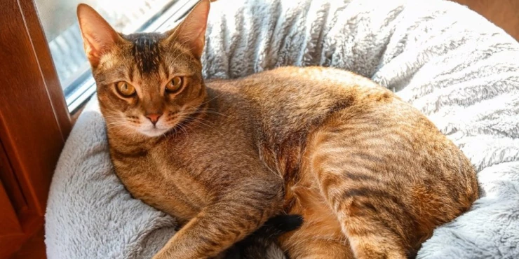 1172577_shutterstock-2424628017_m