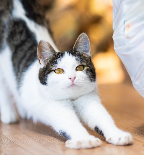 Дали сте забележале дека го прави тоа? Еве што значи кога мачката се истегнува пред својот сопственик