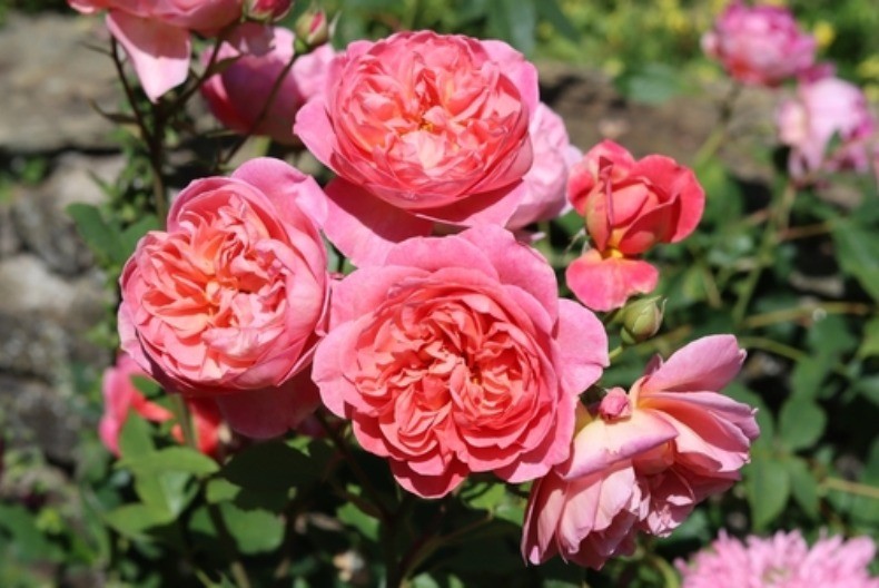 Розите го обожаваат овој додаток во февруари, по што цветаат како луди напролет