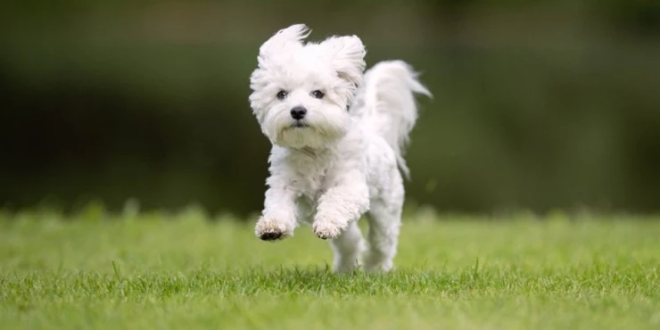 1334727_shutterstock-1443615377_m