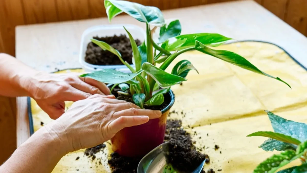 shutterstock_2678113375