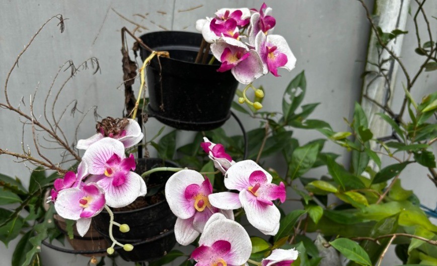 shutterstock_2740638925