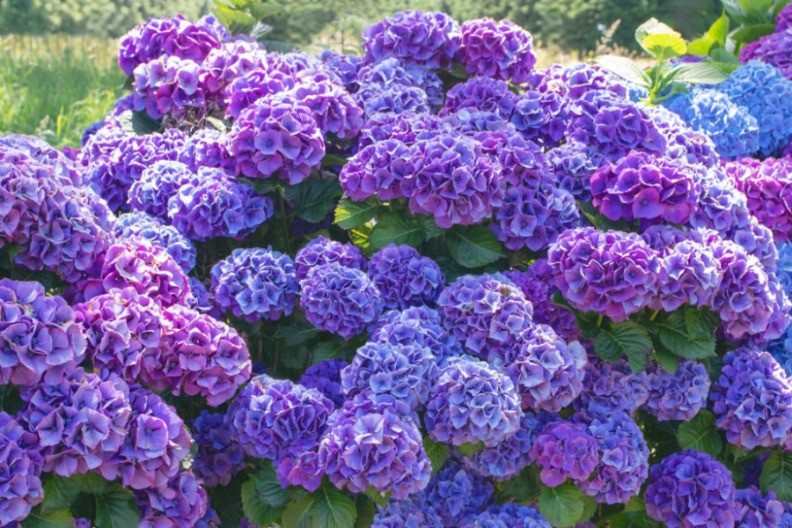 Хортензии
