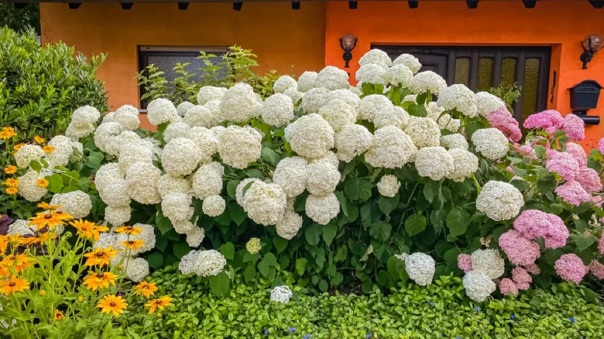 1012725_103823-hortenzija-shutterstock-1927187771-orig_orig